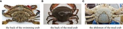 A Part-based Deep Learning Network for identifying individual crabs using abdomen images